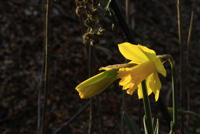 im frühlingssonnenlicht