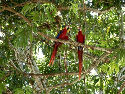 Papageien-Paar