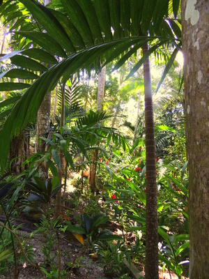 Im Regenwald von Ocho Rios