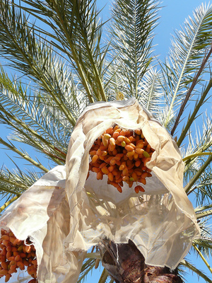 Dattelbaum in Tunesien