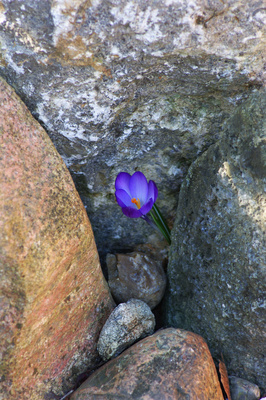 Mauerblümchen Mauerblümchen