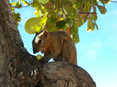 balinesisches Palmenhörnchen