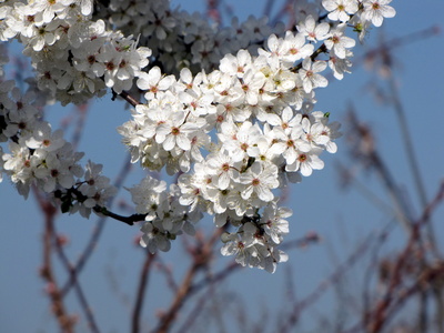 Weissdornblüte