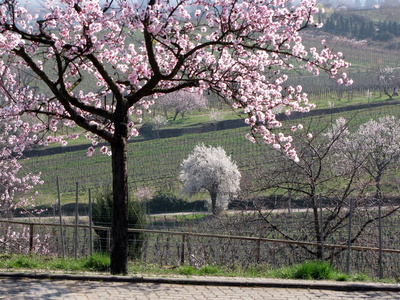 Rosa und weiße Blütenpracht am Haardtrand/Pfalz