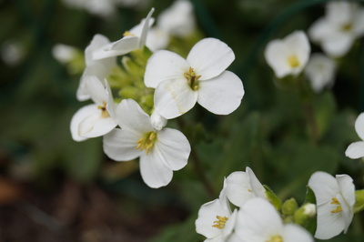 Weiße Frühlingsblume