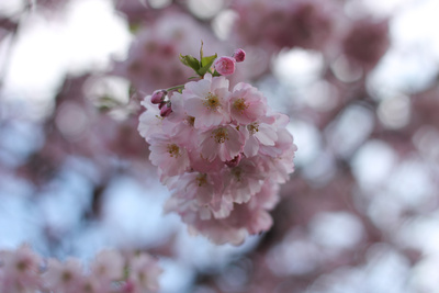 Mandelblüte