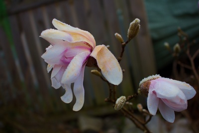 Magnolie im Morgenfrost