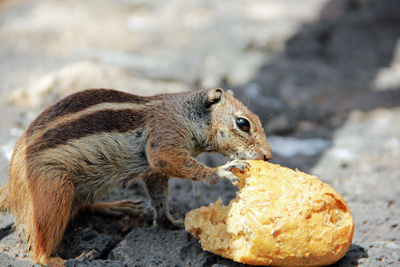 Streifenhörnchen