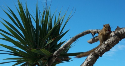 balinesisches Palmenhörnchen auf einer Palme