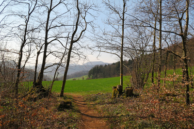 Durch den Frühlingswald / 1