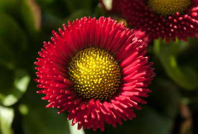 Auch ein Gänseblümchen Auch ein Gänseblümchen
