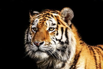 Tiger Samur