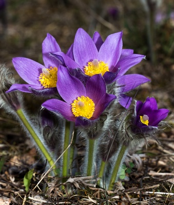 Pulsatilla vulgaris