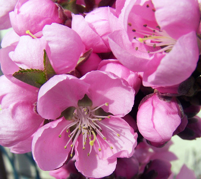 Pfirsichblüte  -  März 2014