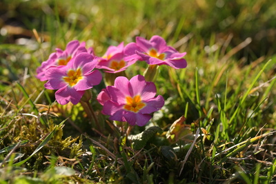 in der Wiese 2 in der Wiese 2