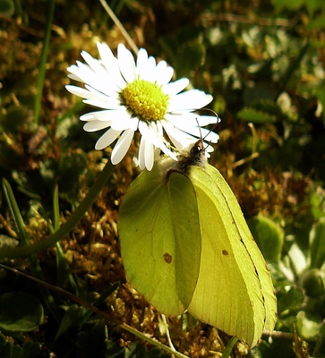 "Gänseblümchen hat Besuch"