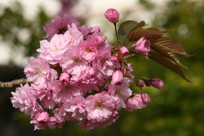 zierkirschblüte