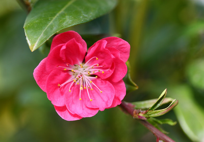 Pfirsichblüte Pfirsichblüte