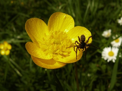 "Spinnenbesuch"