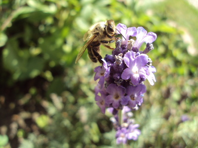 Biene am Sommerflieder