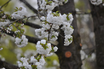 Blühender Baum