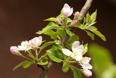 Blühender Apfelbaumzweig