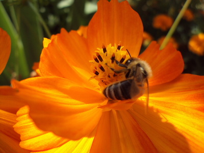 Biene bei Nektarsuche