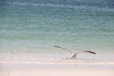 Möwe vorm Abflug, Florida- Nokomis Beach/Golfküste