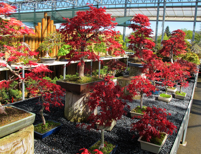 Bonsai im Gartencenter