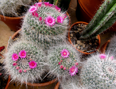 Mammilaria