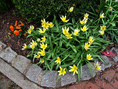 Gelb-weiße Blüten