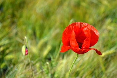 roter Mohn