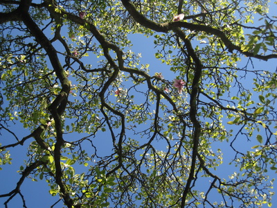 blauer Himmel mit Magnolienbaum