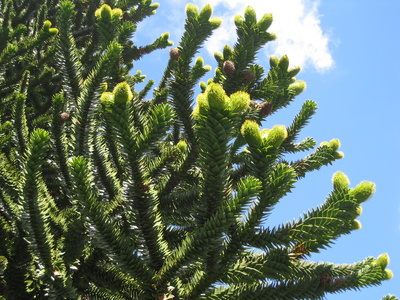Affenbaum (Araucaria)- junge Blüten-Triebe