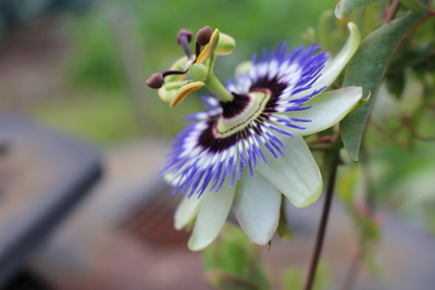 The passion of flower