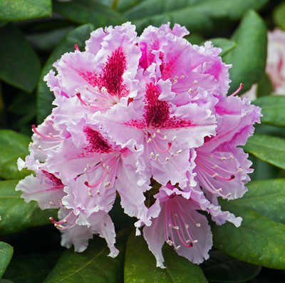 Rhododendronblüten . . . .