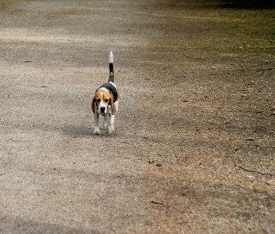 Beagle allein unterwegs