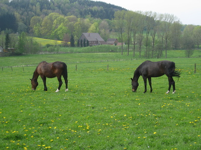 Pferde auf der Frühlingswiese