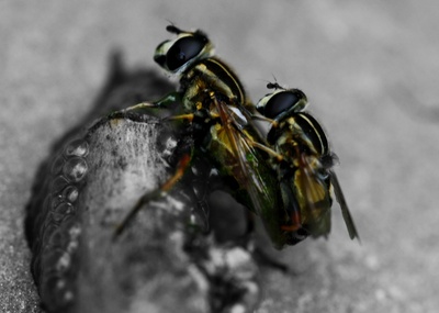 Wespen-paar 