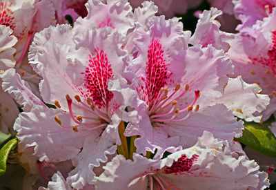 Edelrhododendron