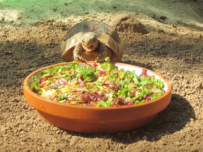 Schildkröte vor dem Futter