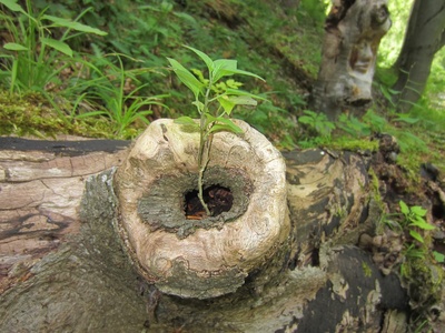 Baumastloch mit Pflanze