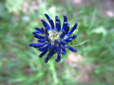 Blaue Blüte