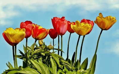 "Tulpen im Garten"