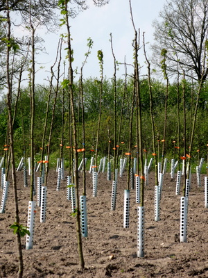 Anpflanzung einer Baumschule im Kreis Pinneberg