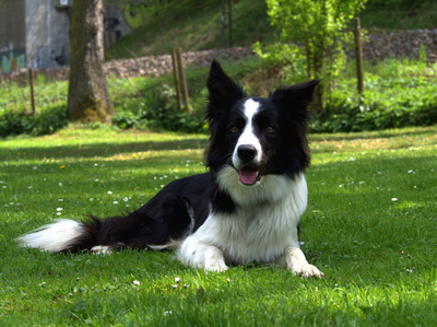 Border Collie black/white