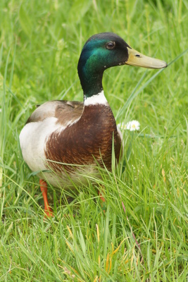 Stockente im Gras