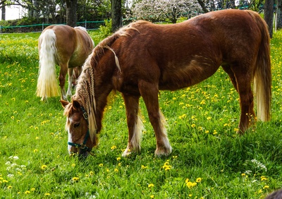Pferde im Frühling