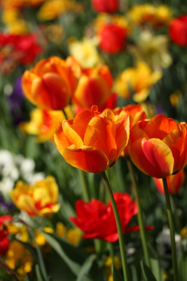 ein Blick ins Tulpenbeet ein Blick ins Tulpenbeet