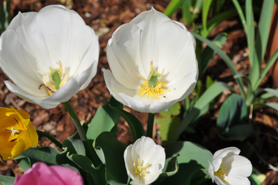 weiße tulpen